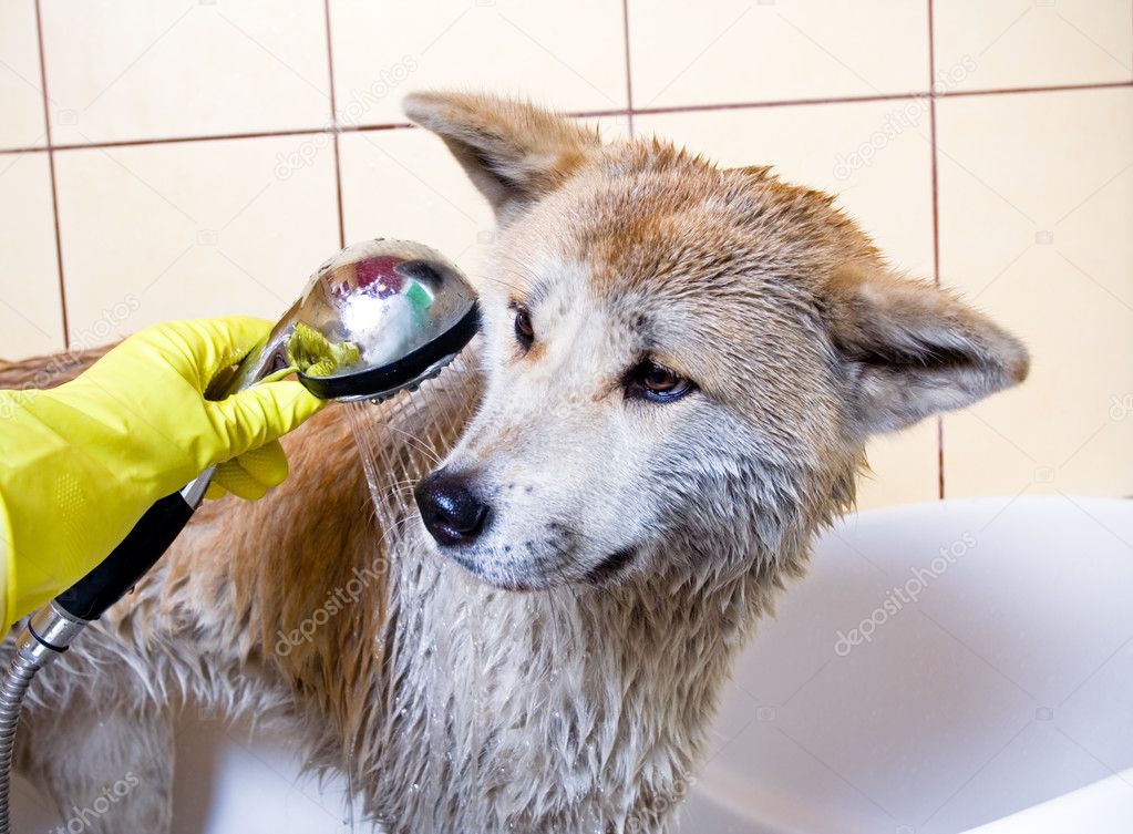 Washing Akita dog