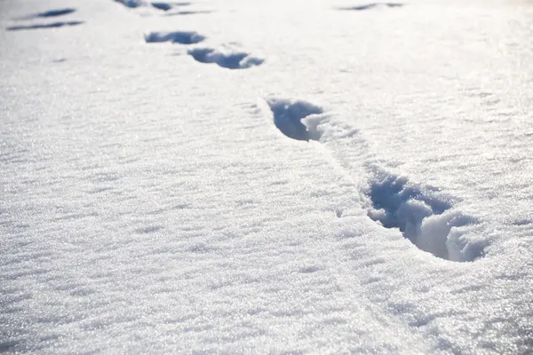 Animal footprints on snow — Stock Photo, Image