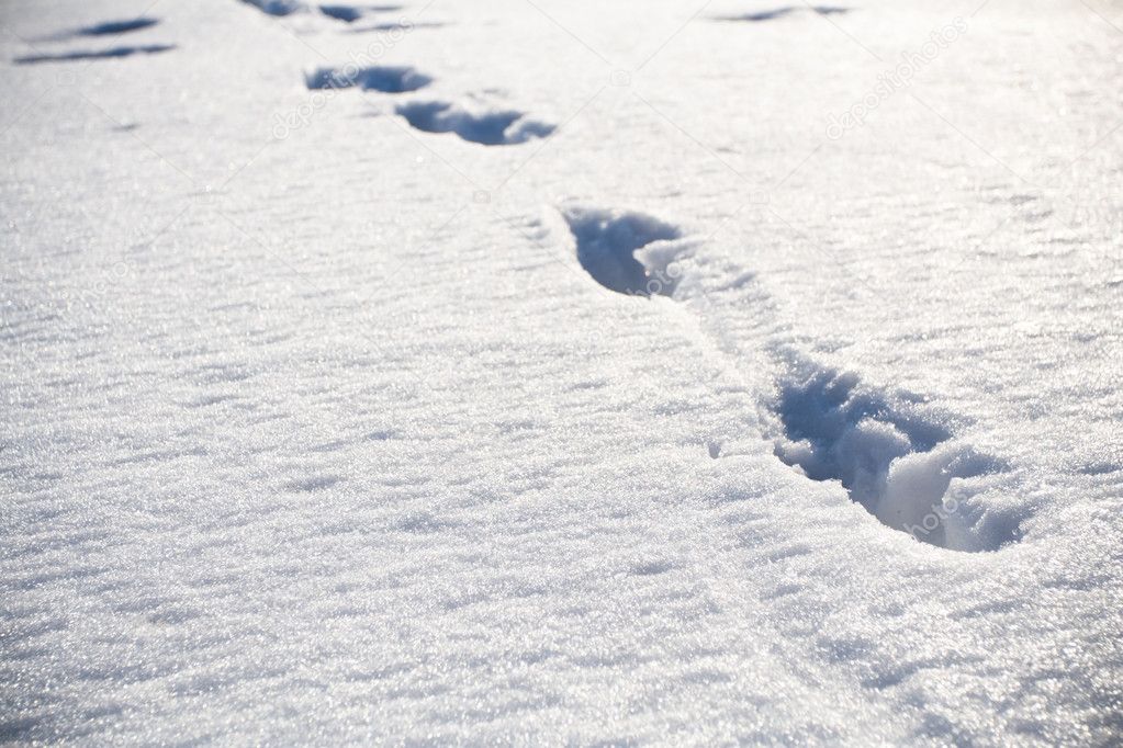 Animal footprints on snow — Stock Photo © blasbike #3568612