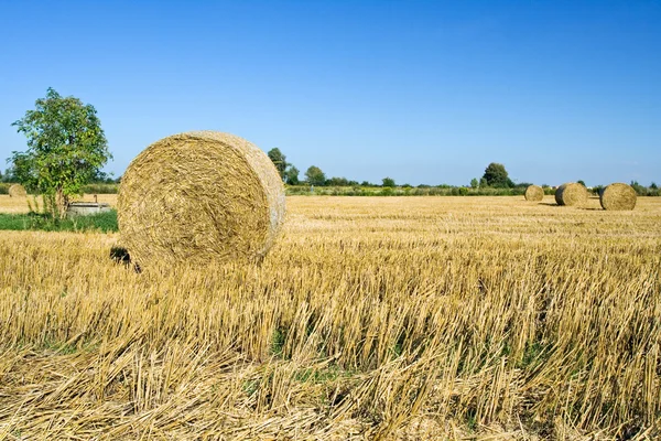 Соломенные роллы в летнем поле — стоковое фото