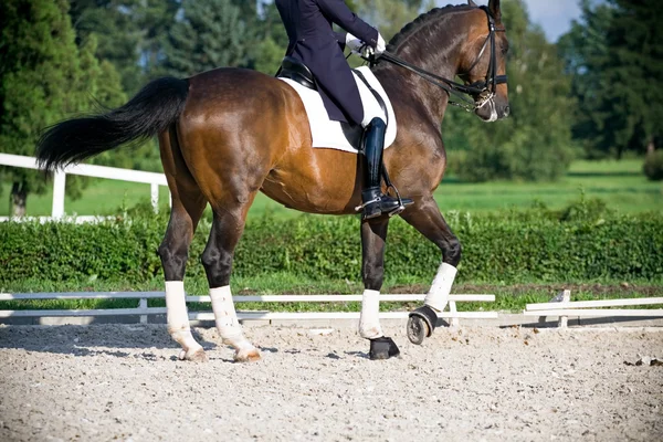 Horse dressage outdoors in nature — Stock Photo, Image
