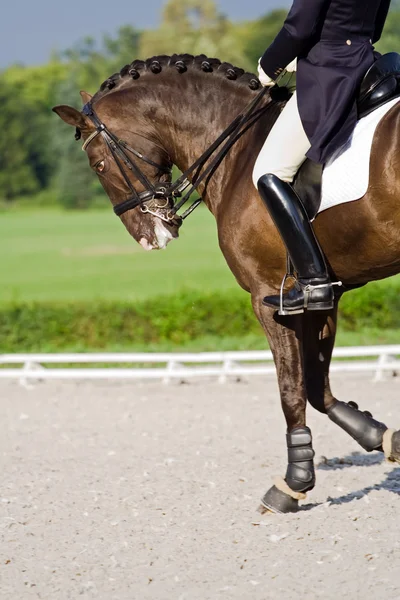 Dressuur van het paard — Stockfoto