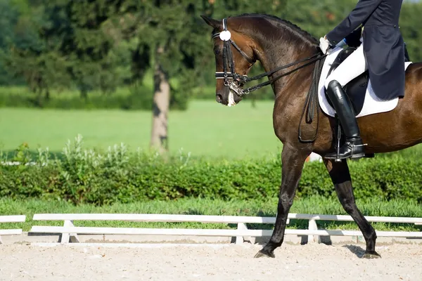Dressuur van het paard in de zomer — Stockfoto