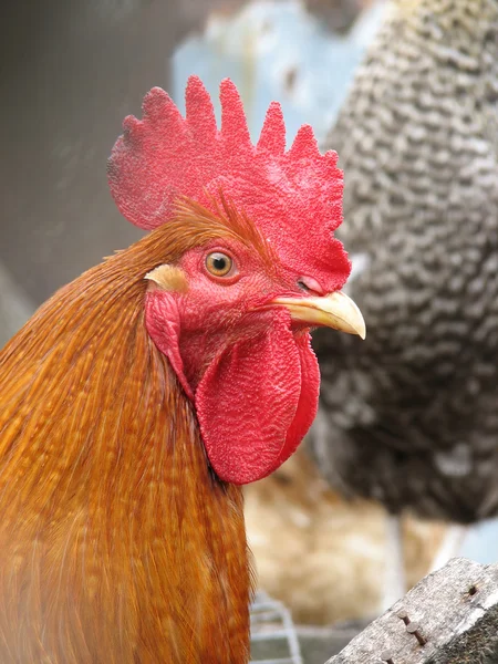 Rooster head close-up — Stock Photo, Image