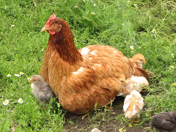 Hen with chickens on the green grass — Stock Photo, Image