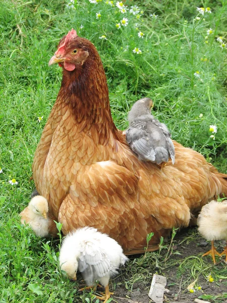 stock image Hen with chickens on the green grass