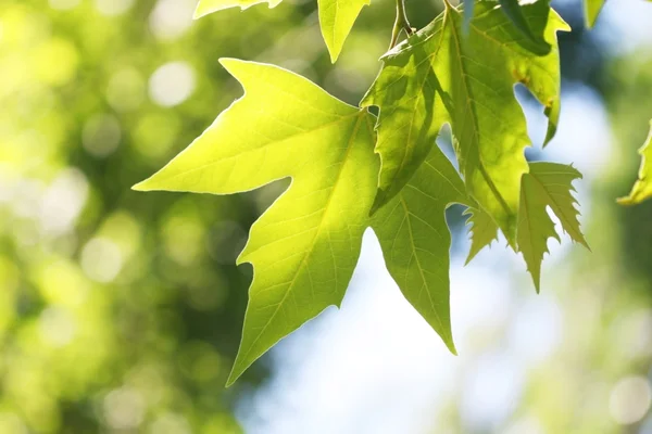 Rama de árboles con hojas verdes — Foto de Stock