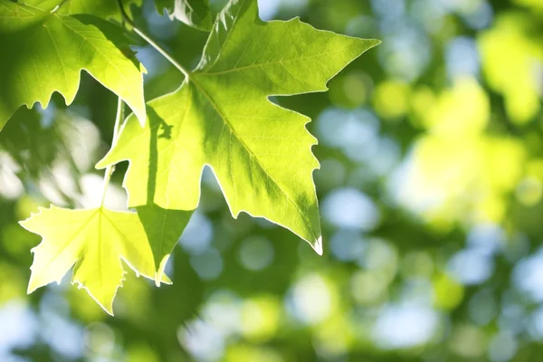 Zöld levelű faág — Stock Fotó