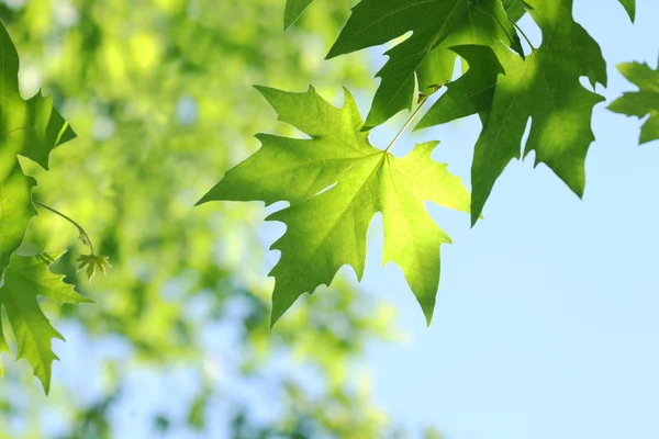 Ramo d'albero con foglie verdi — Foto Stock