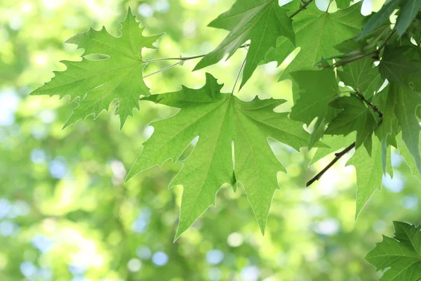 Ramo de árvore com folhas verdes — Fotografia de Stock