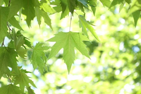 Гілка дерева з зеленим листям — стокове фото