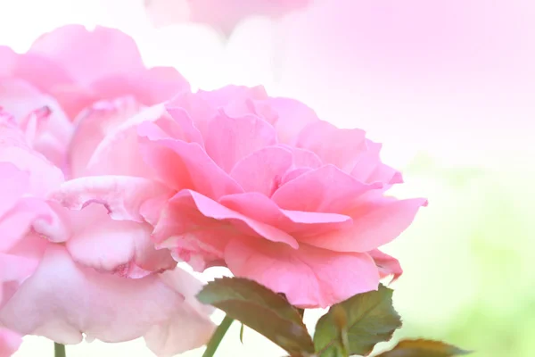stock image Pink rose, macro