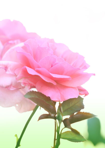 One tender pink rose flower head, macro