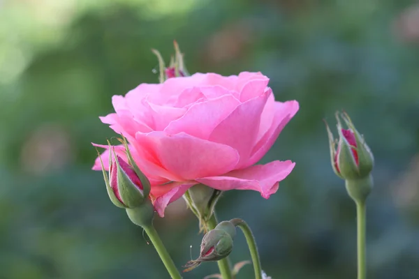 stock image Pink rose, macro