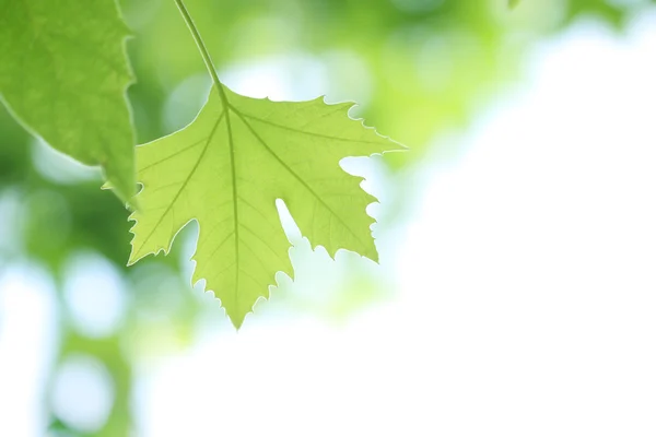 Větev stromu se zelenými listy — Stock fotografie