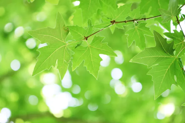 绿叶树枝 — 图库照片
