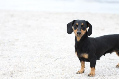 kum üstünde Dachshund Köpek