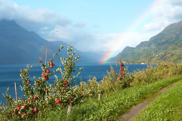 Apple-träd på en fjord kusten — Stockfoto