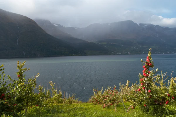 Pommier sur une côte de fjord — Photo