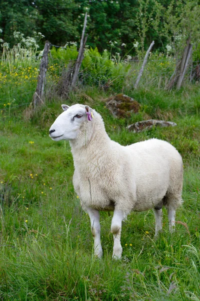 Owce maciorki — Zdjęcie stockowe