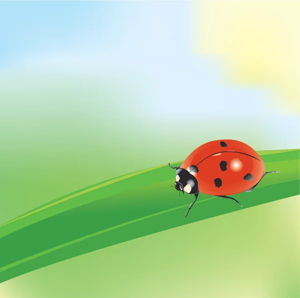 Ladybird on a blade of grass — Stock Vector