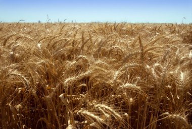 Golden field of wheat against a blue sky clipart