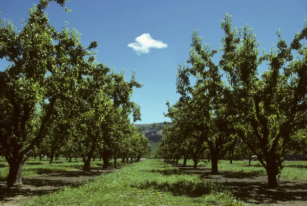Reihen von Birnbäumen in einem Obstgarten — Stockfoto
