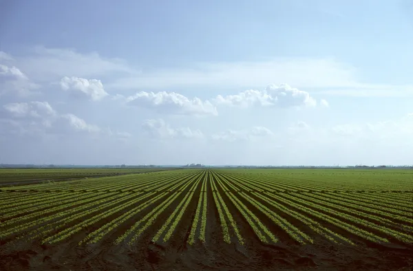 Fileiras de plantas de cenoura crescendo no campo — Fotografia de Stock