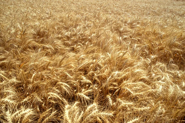 Поле золотой пшеницы — стоковое фото