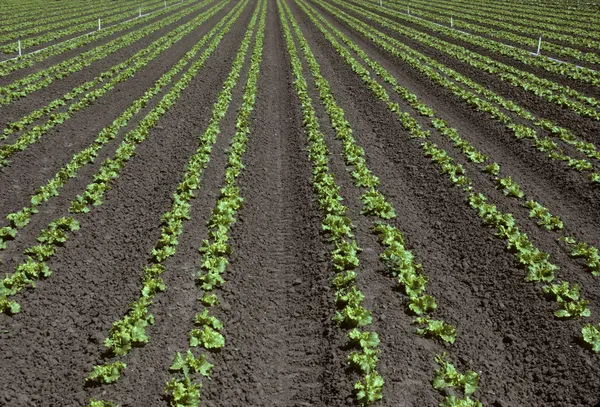 Reihen junger Salate auf einem Feld — Stockfoto