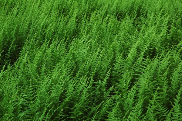 Gröna ormbunkar — Stockfoto