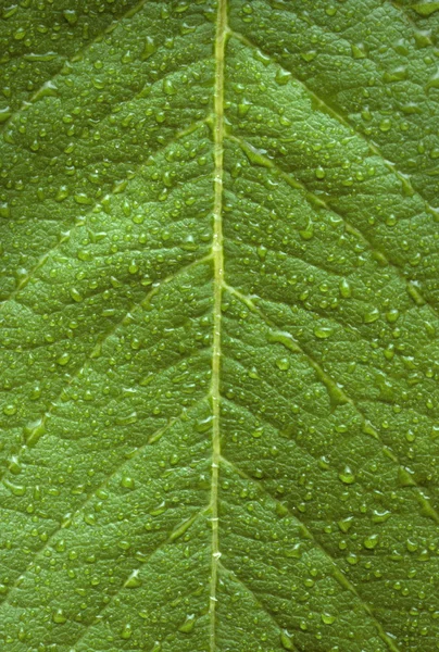 stock image Dew drops on a green leaf