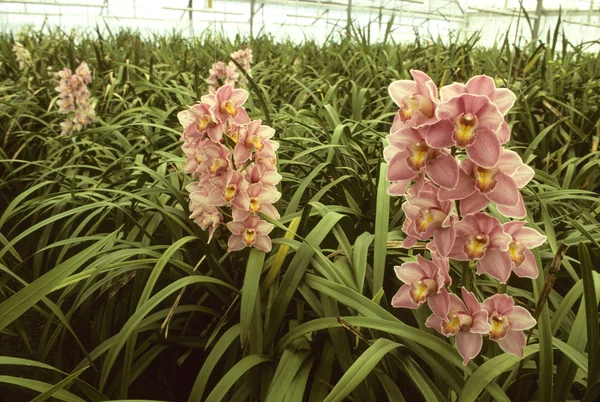 Рожеві орхідеї в теплиці — стокове фото