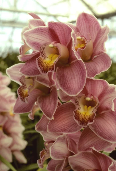 Dunkelrosa Orchidee in einem Gewächshaus — Stockfoto