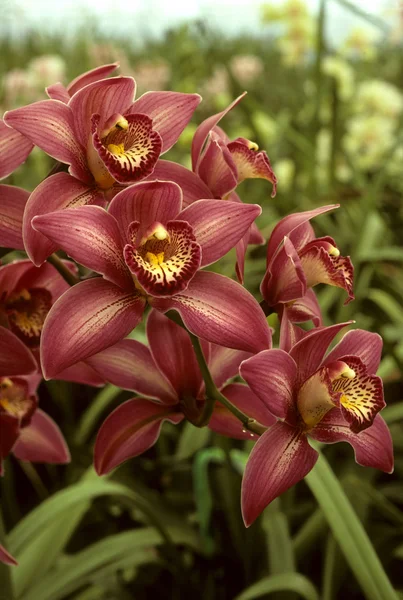 Темно-рожеві орхідеї в зеленому будинку — стокове фото