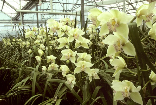 Жовті орхідеї в теплиці — стокове фото