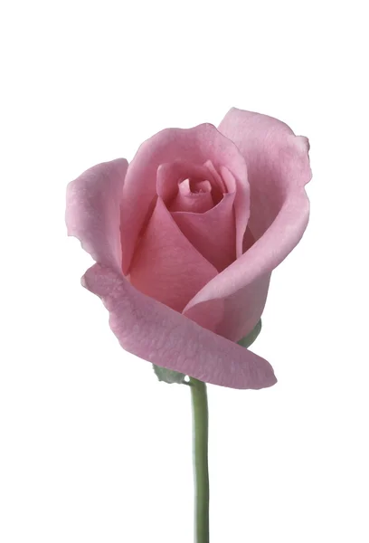 白に対して 1 つのピンクのバラ — ストック写真