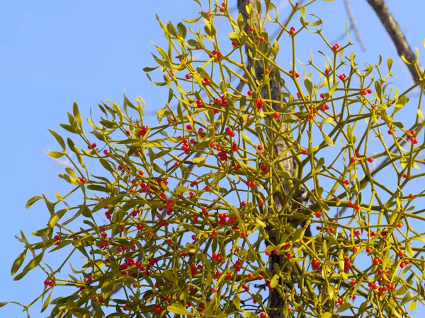 Branch mistletoe with berries Royalty Free Stock Photos