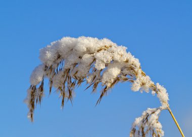 kurutulmuş kadar önümüzdeki bir bitki