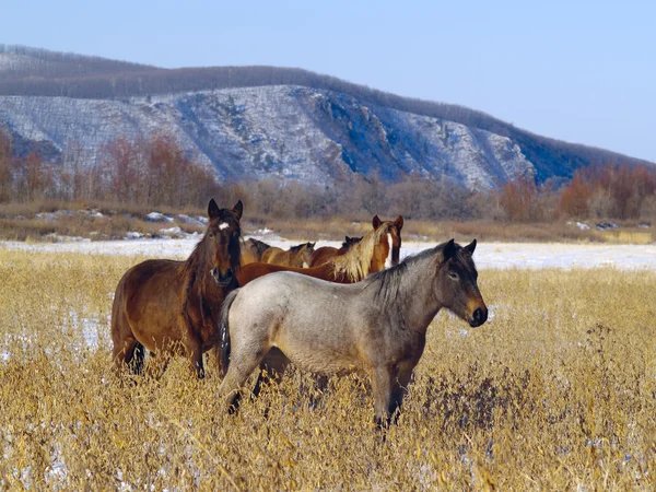 Horses grazed on a snow-covered meadow — Stock Photo, Image