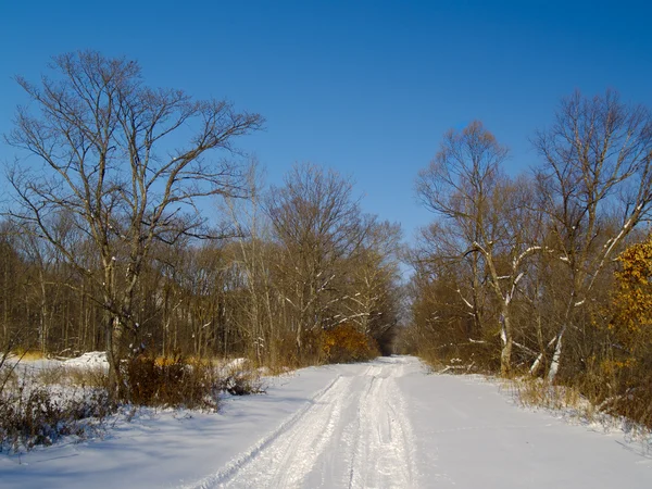Dřevo cesta v zimě — Stock fotografie