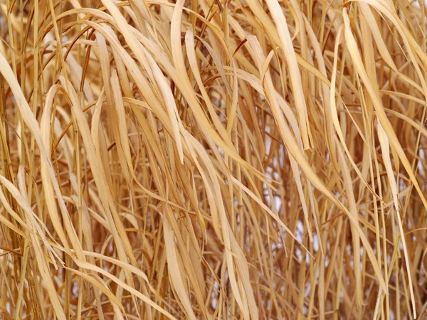 Achtergrond uit suikerriet bladeren — Stockfoto