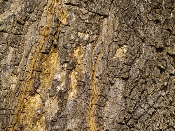 Hintergrund aus der Rinde eines alten Baumes — Stockfoto