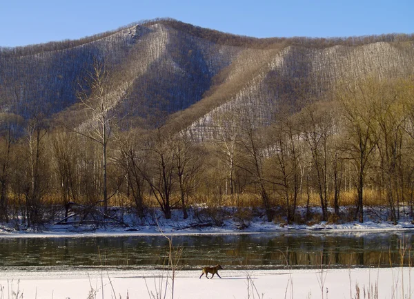Paesaggio con un cane sulla riva del fiume invernale — Foto Stock