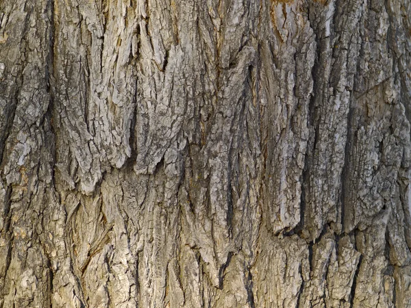 Hintergrund aus der Rinde eines alten Baumes — Stockfoto