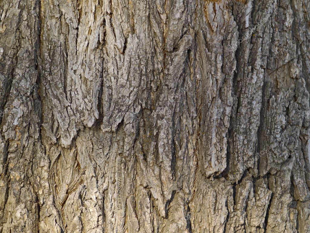 Background from a bark of an old tree — Stock Photo © OlegRubik #3672054