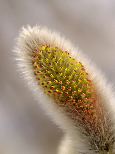 Willow flower — Stock Photo, Image