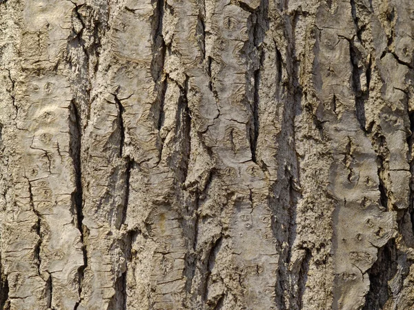 Fundo de uma casca de uma árvore velha — Fotografia de Stock