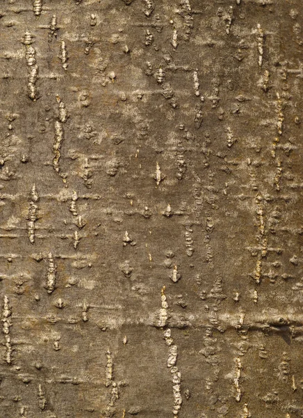 stock image Background from a tree bark