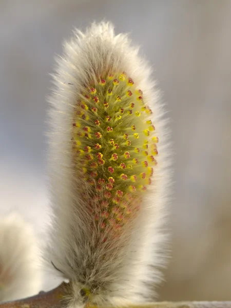 Верба квітка — стокове фото